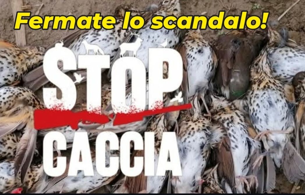 caccia - stop 59 associazioni 667845121_1247886154185024_7467467435686721034_n - copia